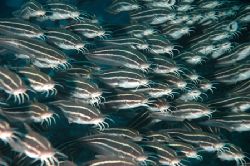 Safety in numbers ... although I have felt the sting of o... by John Natoli 